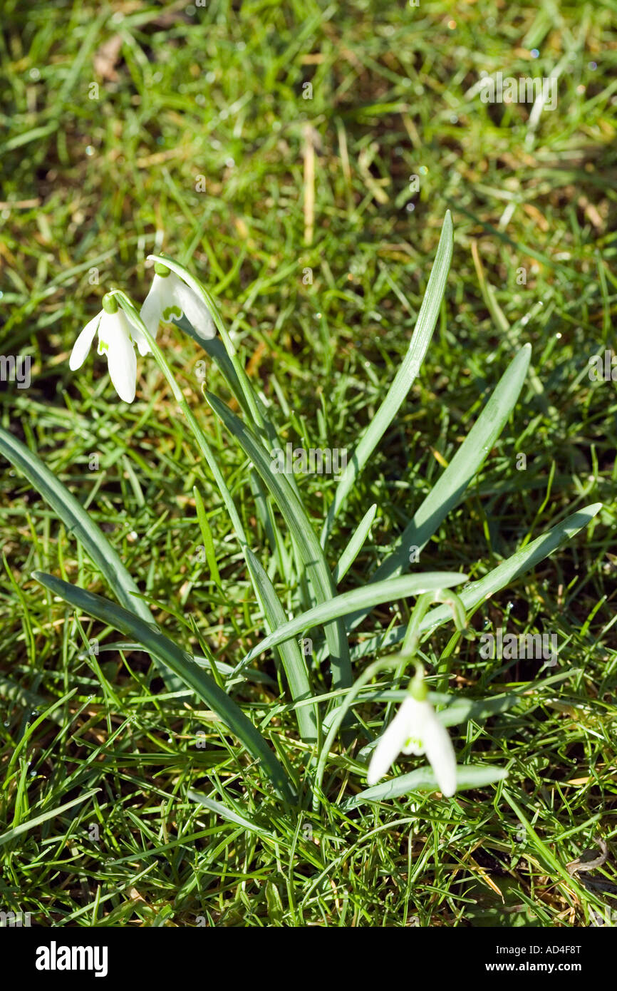 Bucaneve Foto Stock