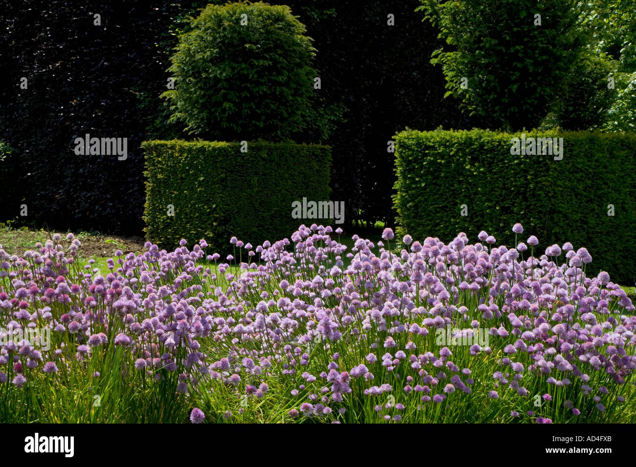 Casa Ashridge Hertfordshire UK giardino di erbe di fioritura delle piante di erba cipollina Foto Stock