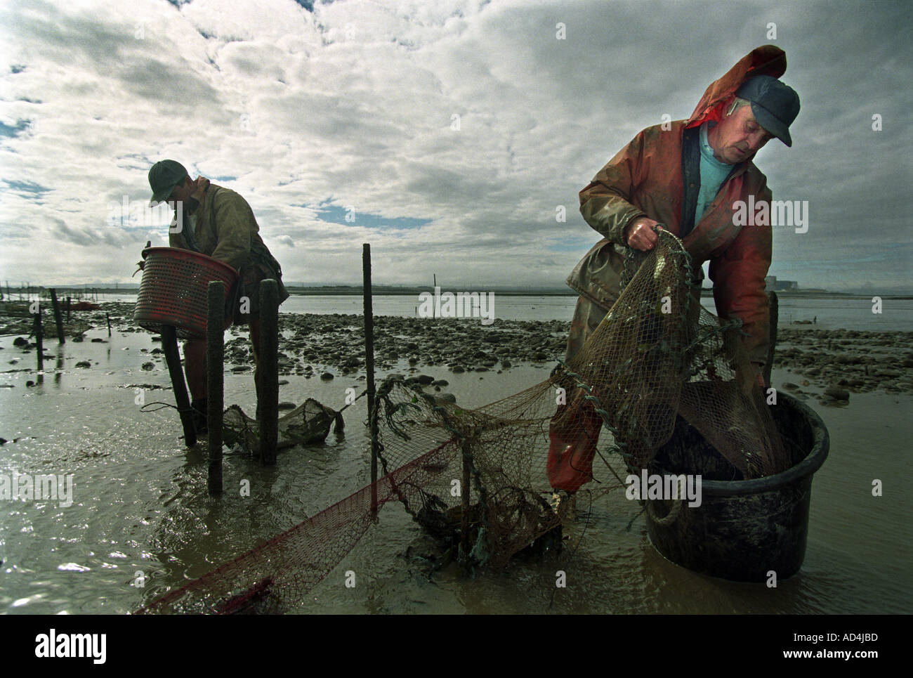 BRENDAN SELLICK R L'ultimo pescatore di gamberi utilizzando un cavallo di fango IN BRIDGWATER BAY SOMERSET REGNO UNITO CON IL GENERO KIERAN KELLY Foto Stock