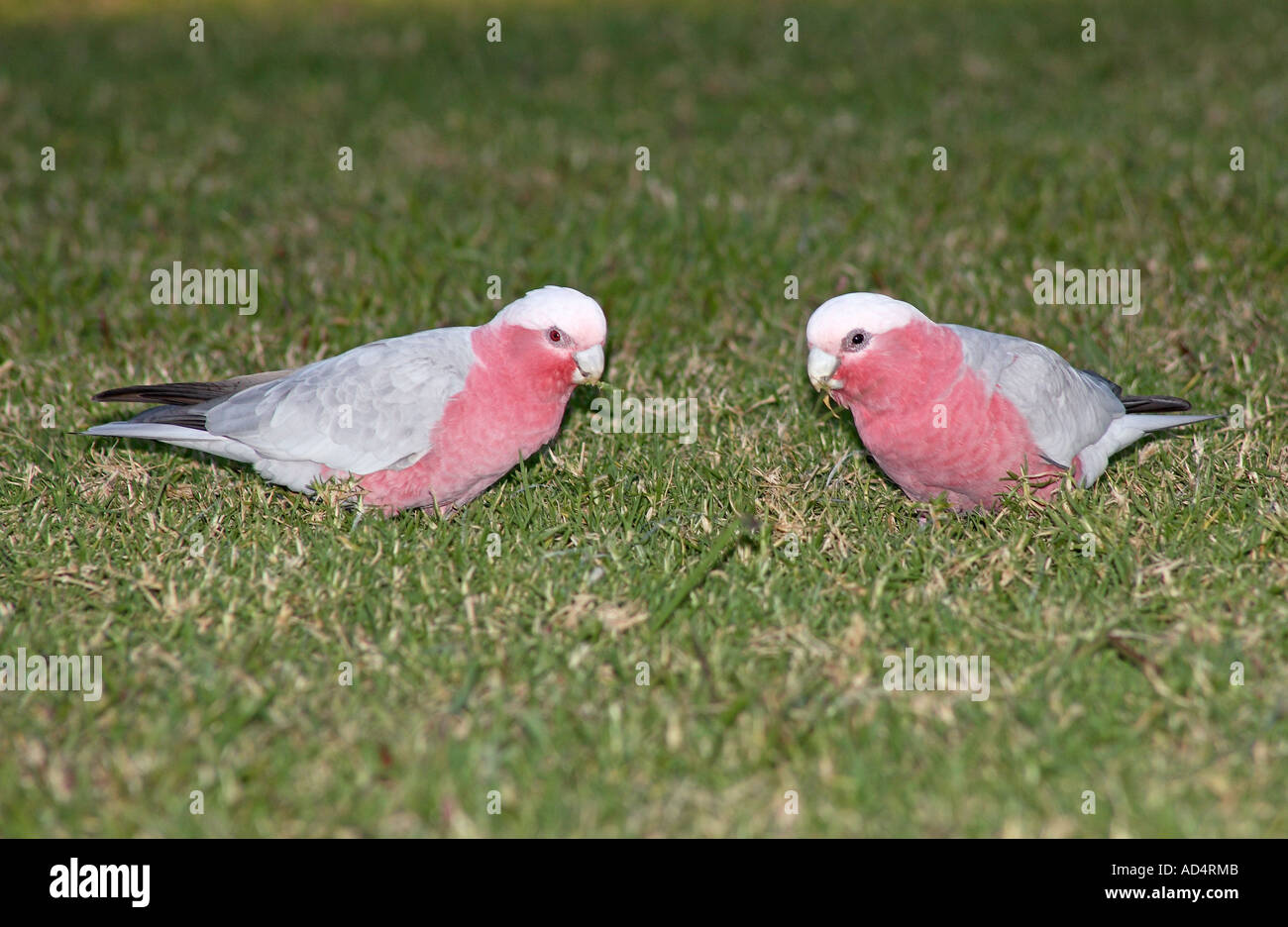 Due galloni, noti anche come cockatoo rosa e grigio, e cockatoo rosato, nutrendo l'erba, Eolophus roseicapilla. Coffs Harobur, New South Wales, Australia Foto Stock