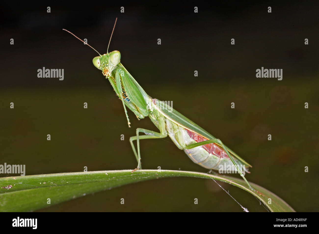 Giardino Mantis, Orthodera ministralis, noto anche come Australian verde o mantide Mantide Religiosa Foto Stock