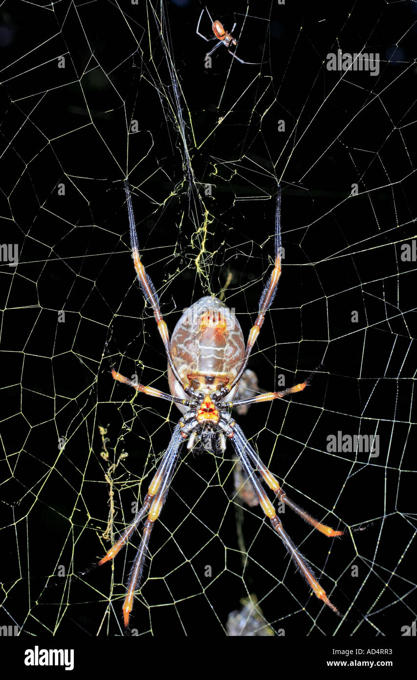 Femmina di Golden Orb Weaver Spider con minuscoli maschio nella parte superiore del nastro Foto Stock