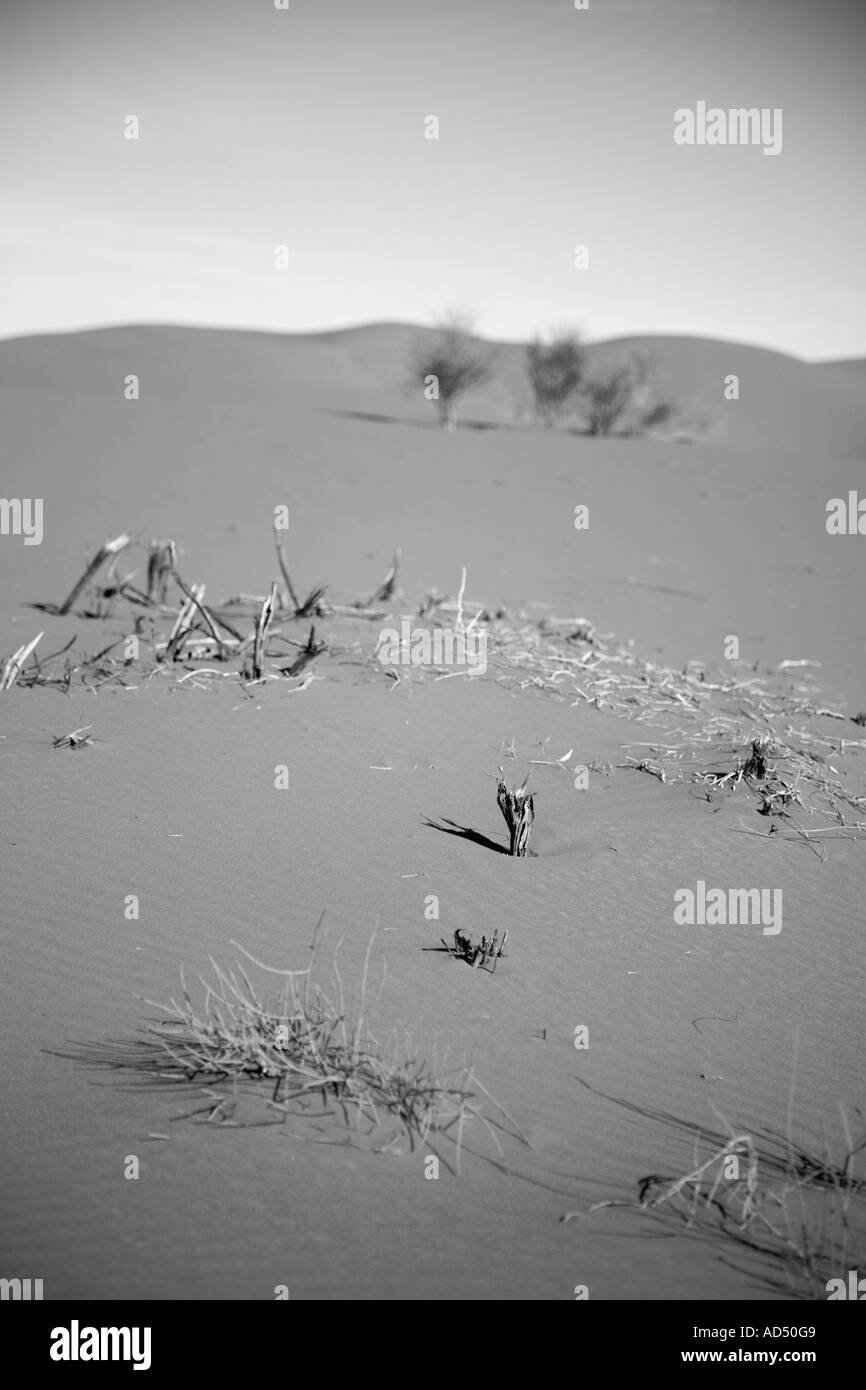 Vegetazione sparsa nelle dune - Erg Chebbi, il Deserto del Sahara, Marocco, Africa del Nord Foto Stock