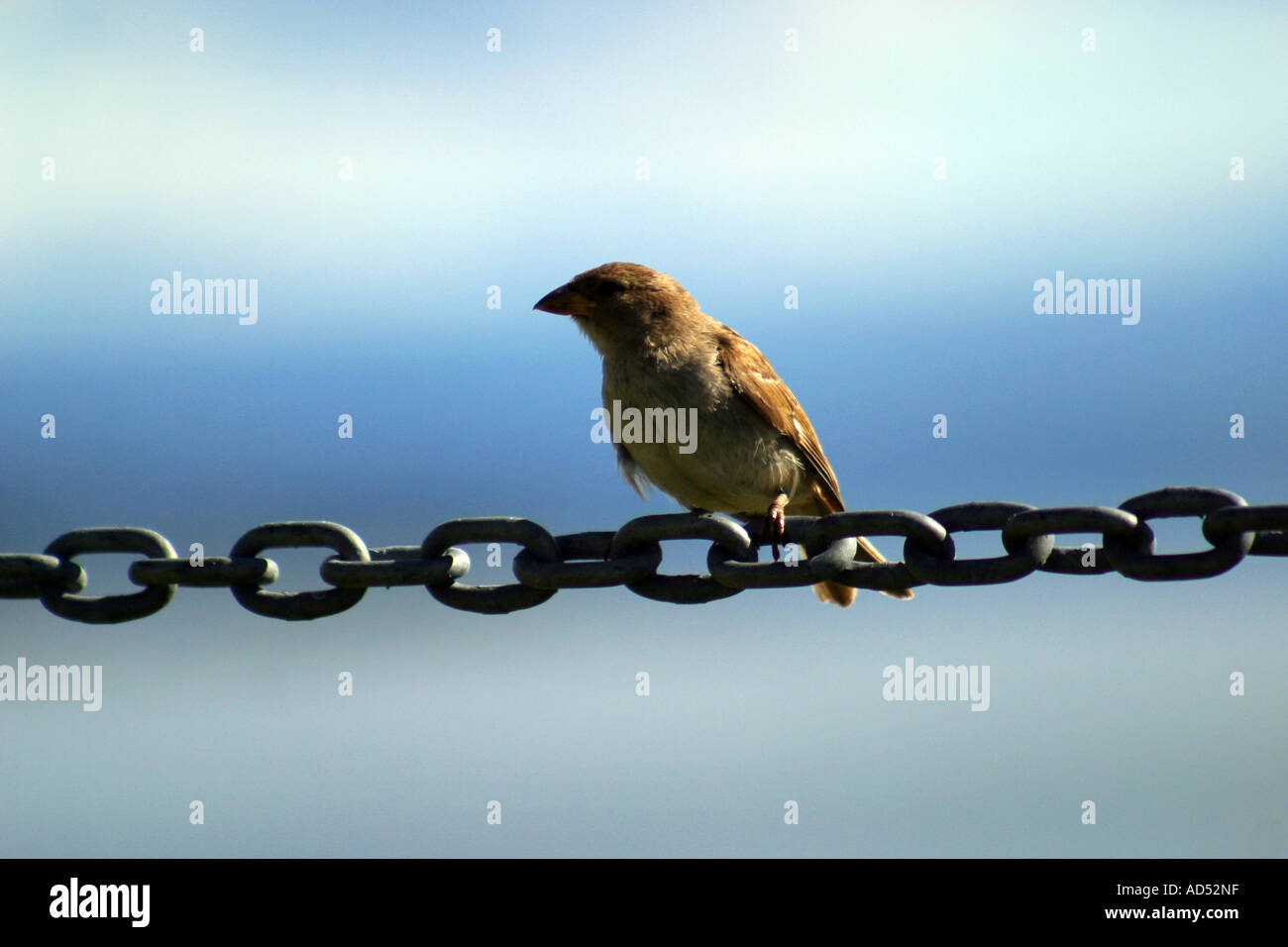 Piccolo uccello arroccato su una catena Foto Stock