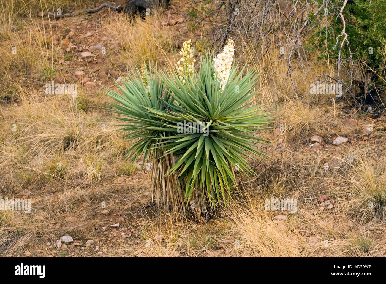 Schott s Yucca Yucca schottii Elgin Santa Cruz County Arizona Stati Uniti 21 luglio Agavaceae Foto Stock