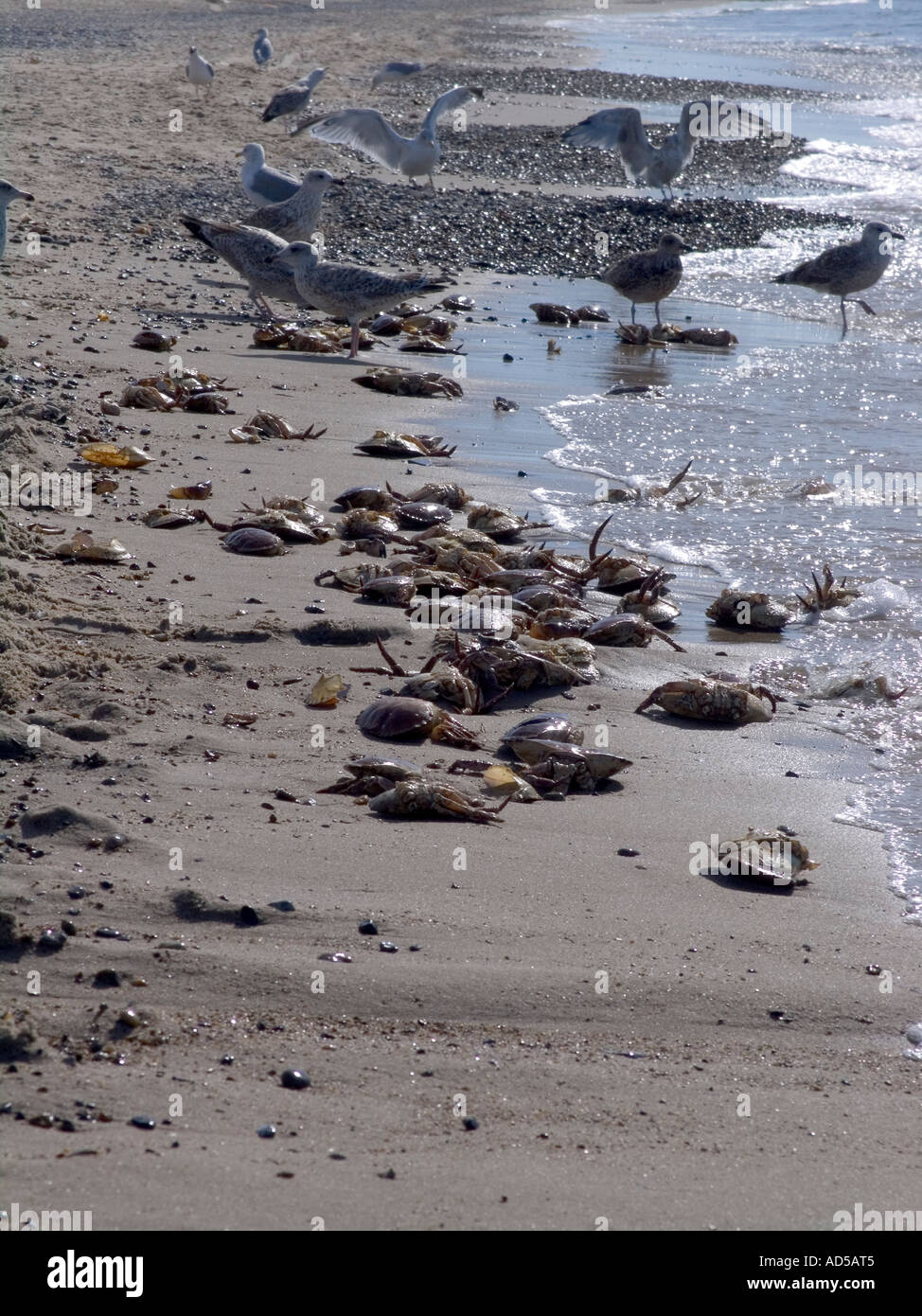 Gabbiani sulla alimentazione granchi morto a sinistra da crabfishers Agger ovest dello Jutland in Danimarca Foto Stock