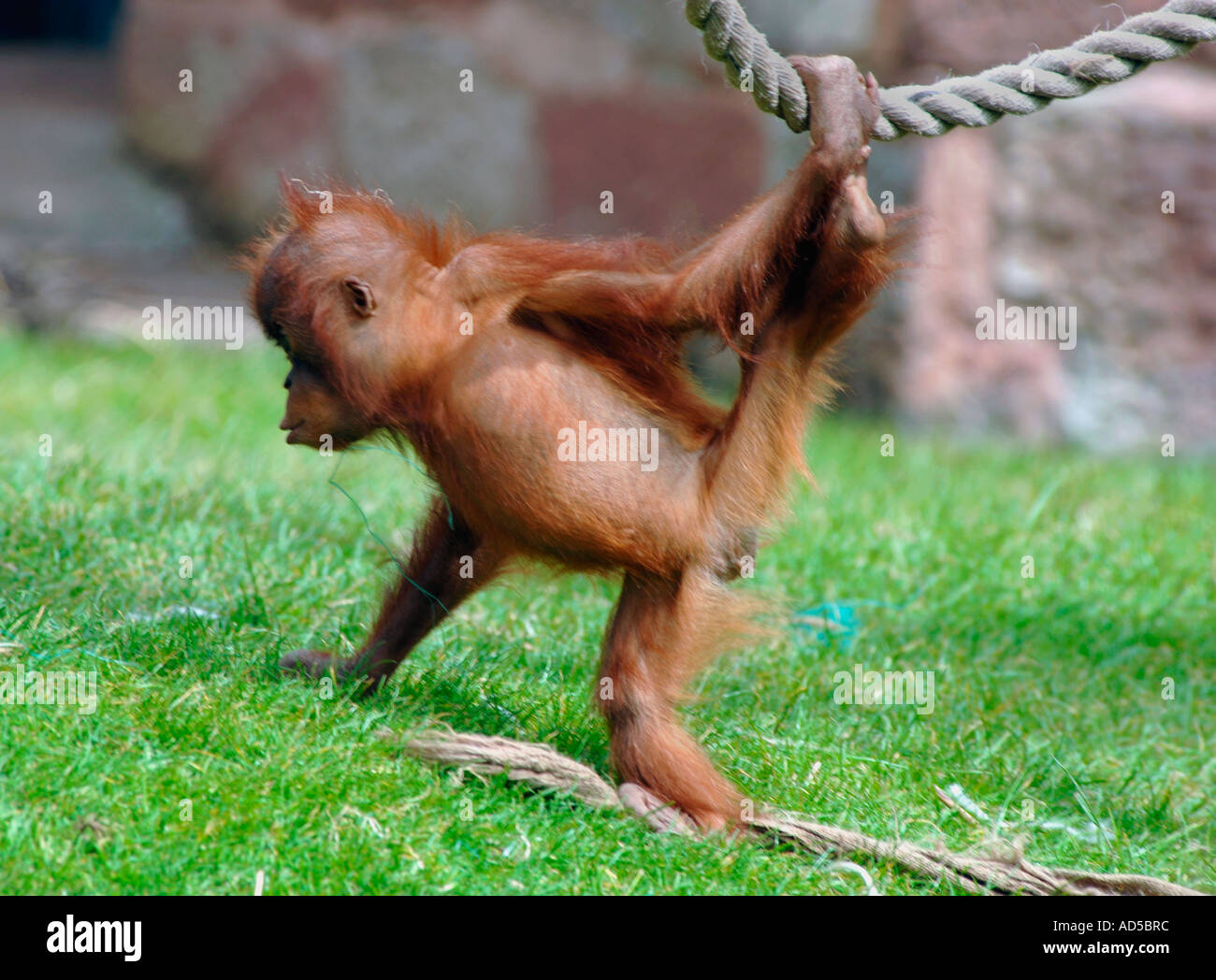 (Orangutan Pongo pygmaeus) Foto Stock