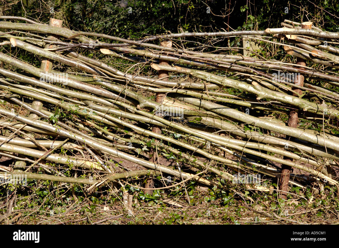 Posati siepe sulla Riserva Naturale a Allt Yr Yn Newport South Wales UK Foto Stock