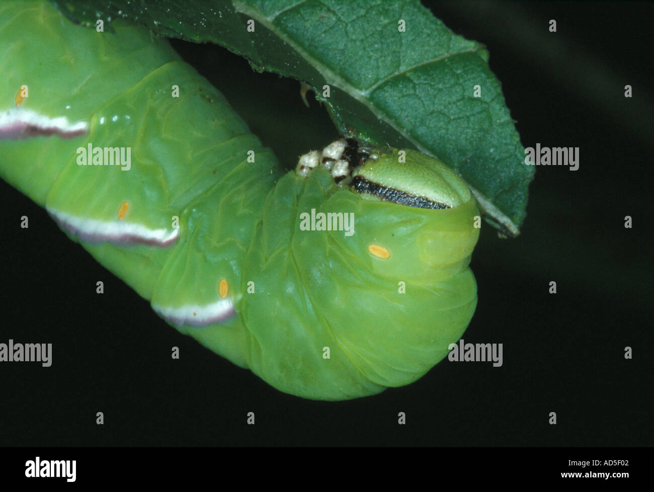 Caterpillar Foto Stock