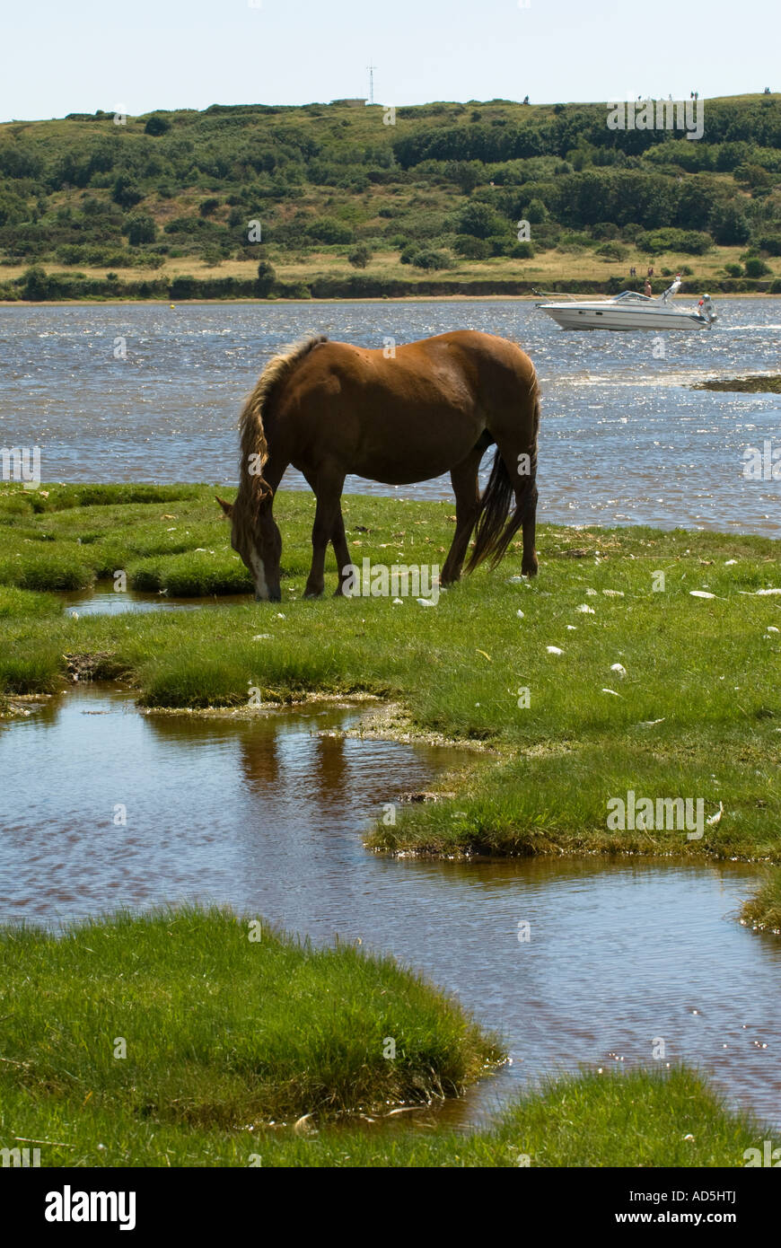Wild Horse pascolare sul fiume Tagliamento a Stanpit Marsh Foto Stock