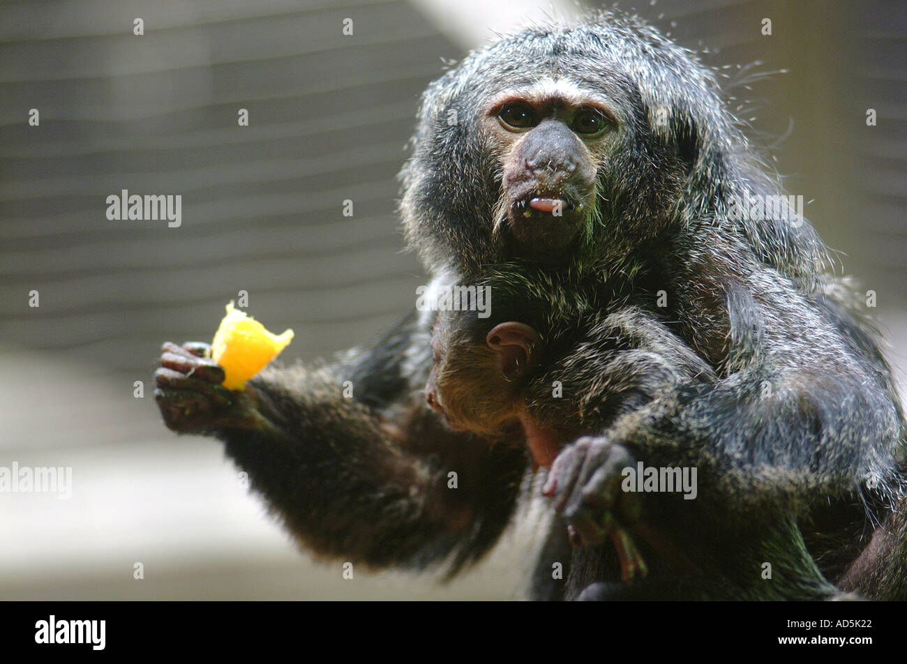 Due piccole scimmie un bambino e la madre di mangiare Foto Stock
