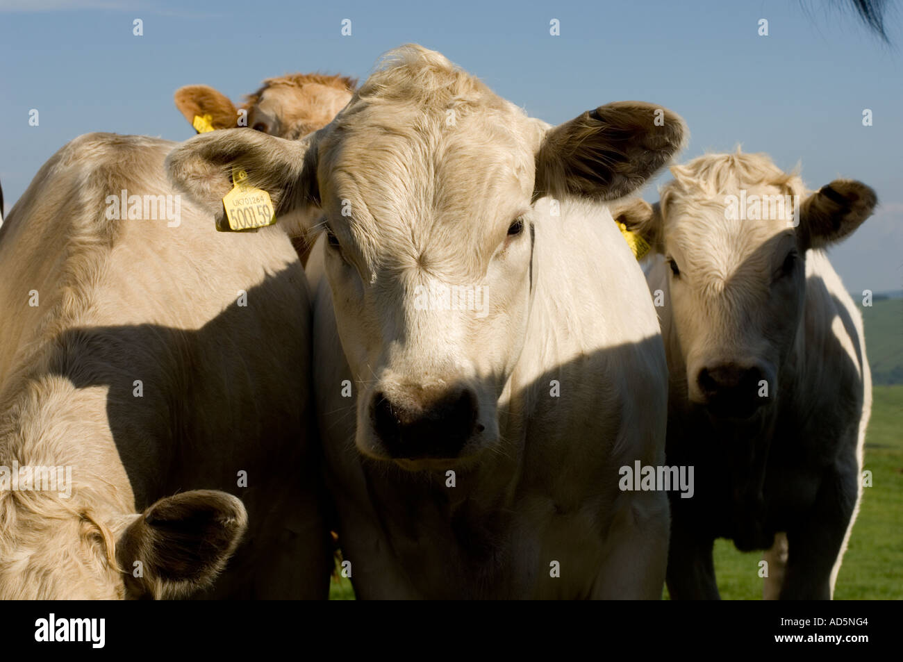 Le mucche in un campo Powys Galles centrale Foto Stock
