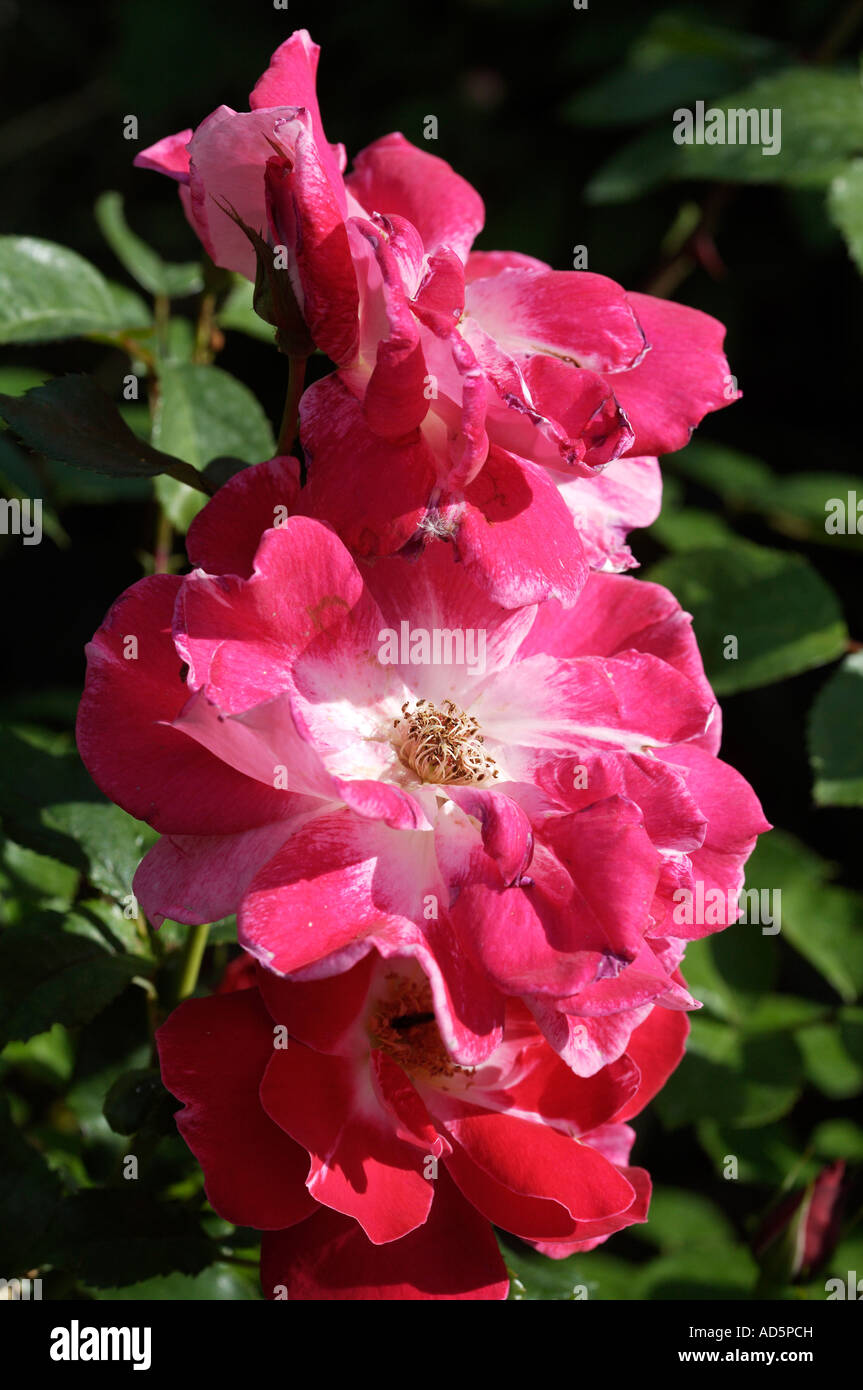 Close up di rose rosa Foto Stock