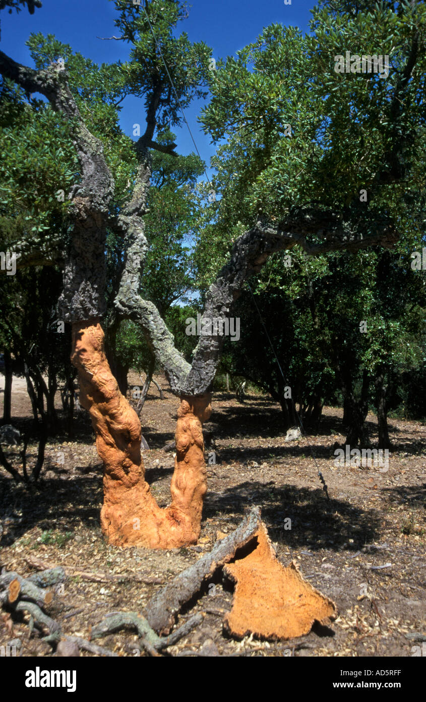 Francia - Francese cork tree bottiglia di vino Foto Stock