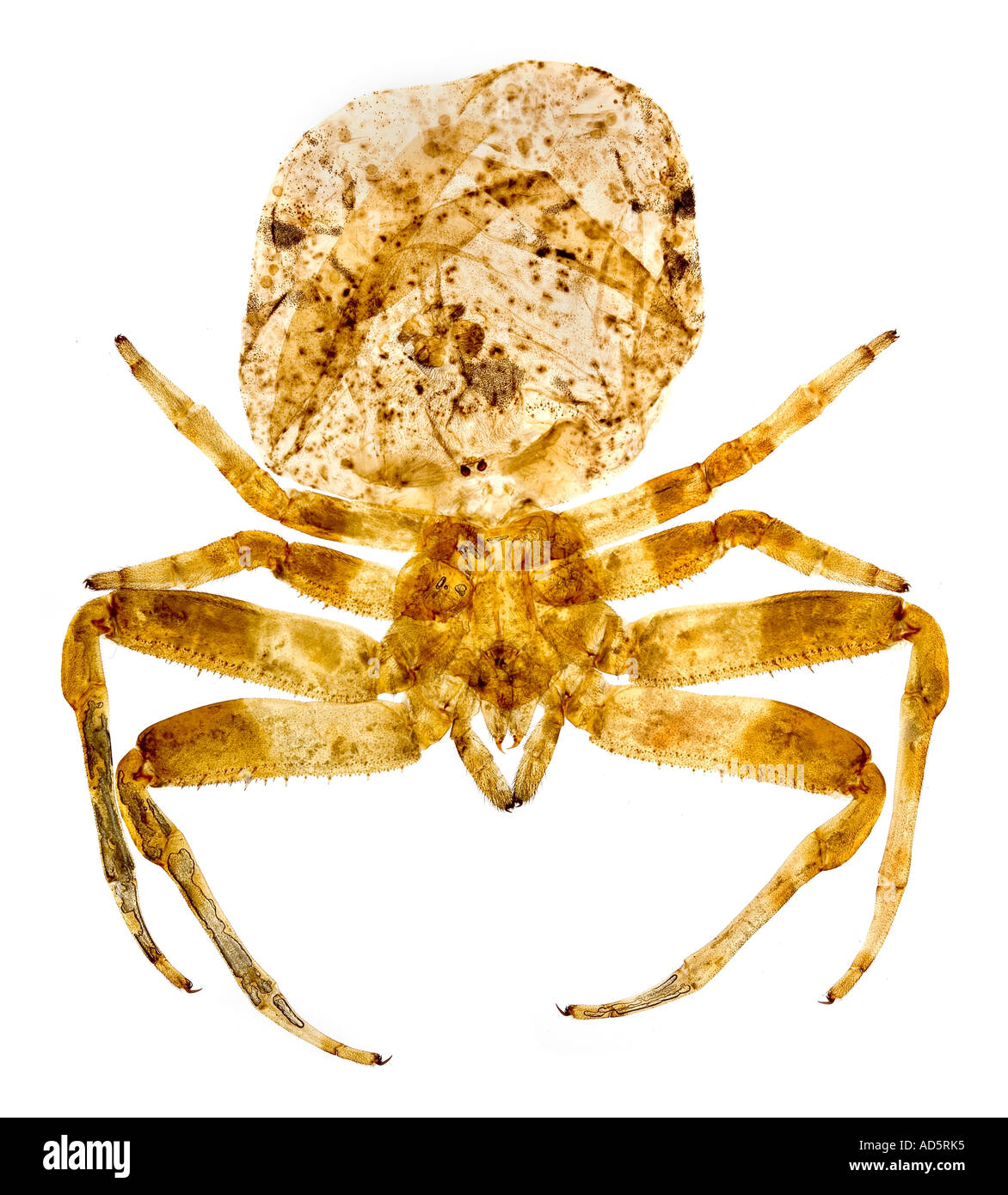 Vetrino per microscopio di escrementi di uccelli spider Queensland Australia. Illuminazione a campo chiaro Foto Stock