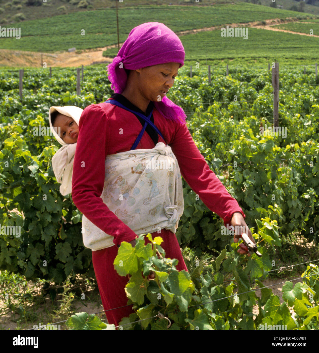Tenuta vinicola Groot Constantia donna nera Sud Africa con baby raccolta uva Foto Stock