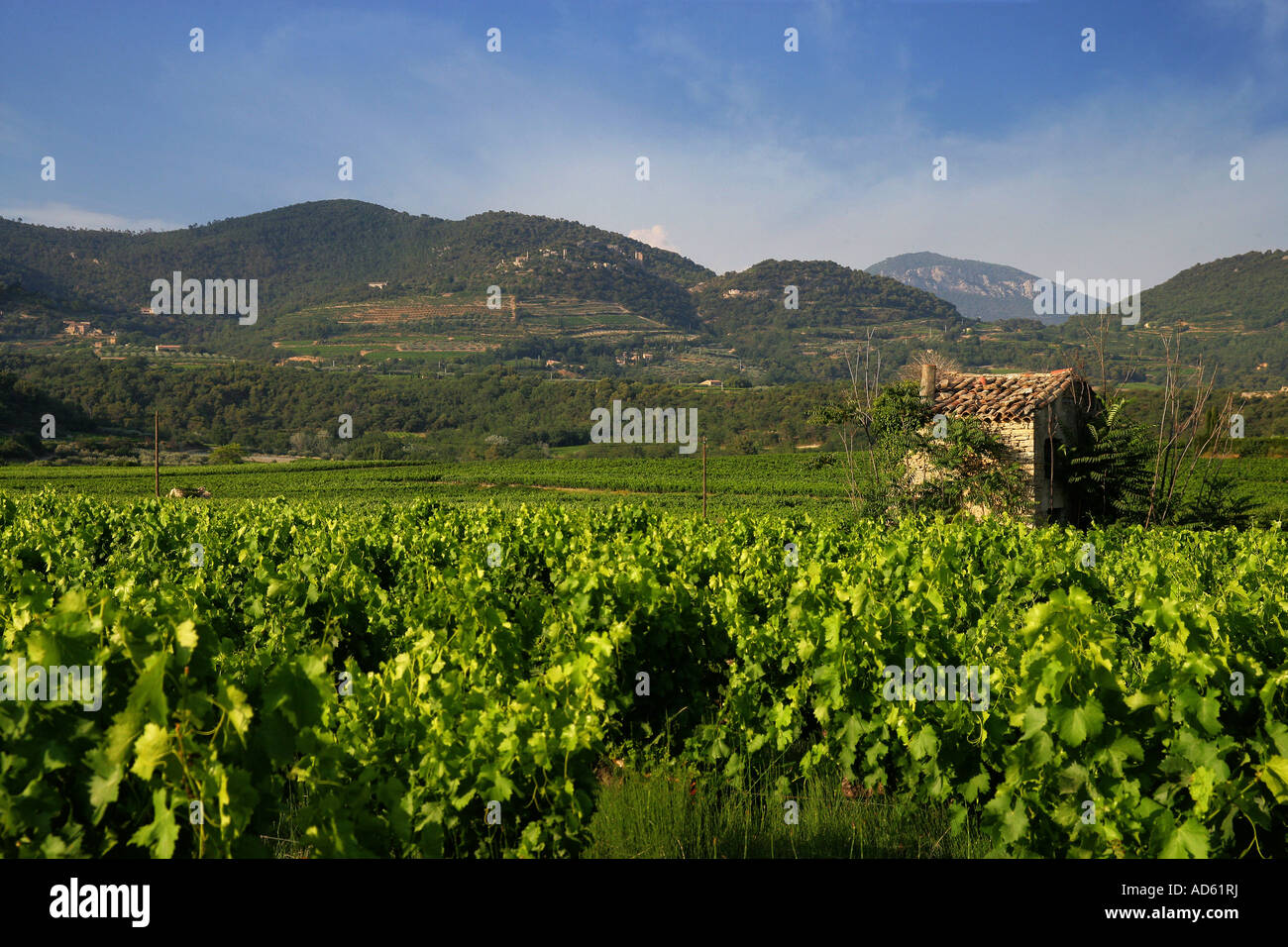 Vigneto con sfondo mountainuous Foto Stock