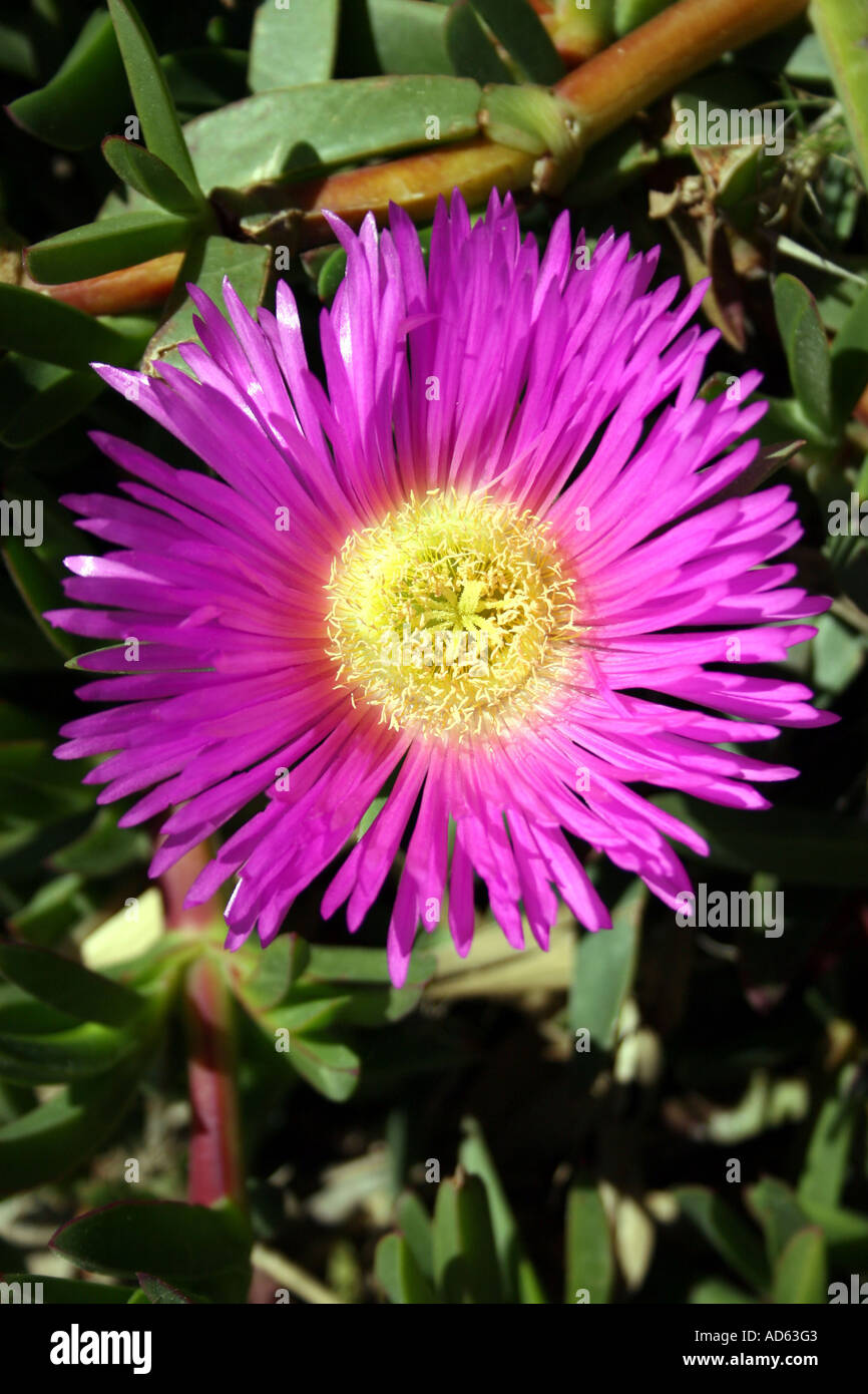 CARPOBROTUS ACINACIFORMIS. Impianto di ghiaccio Foto Stock