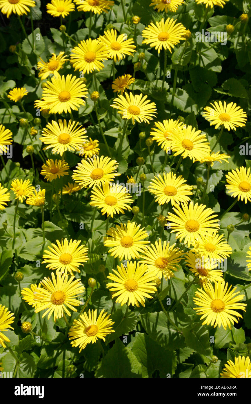 Crisantemo. Calice d oro Foto Stock