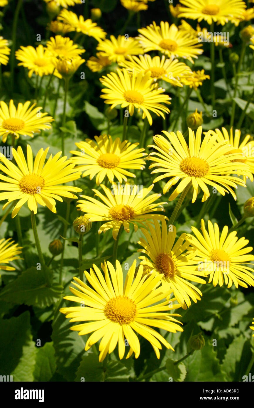 Crisantemo. Calice d oro Foto Stock