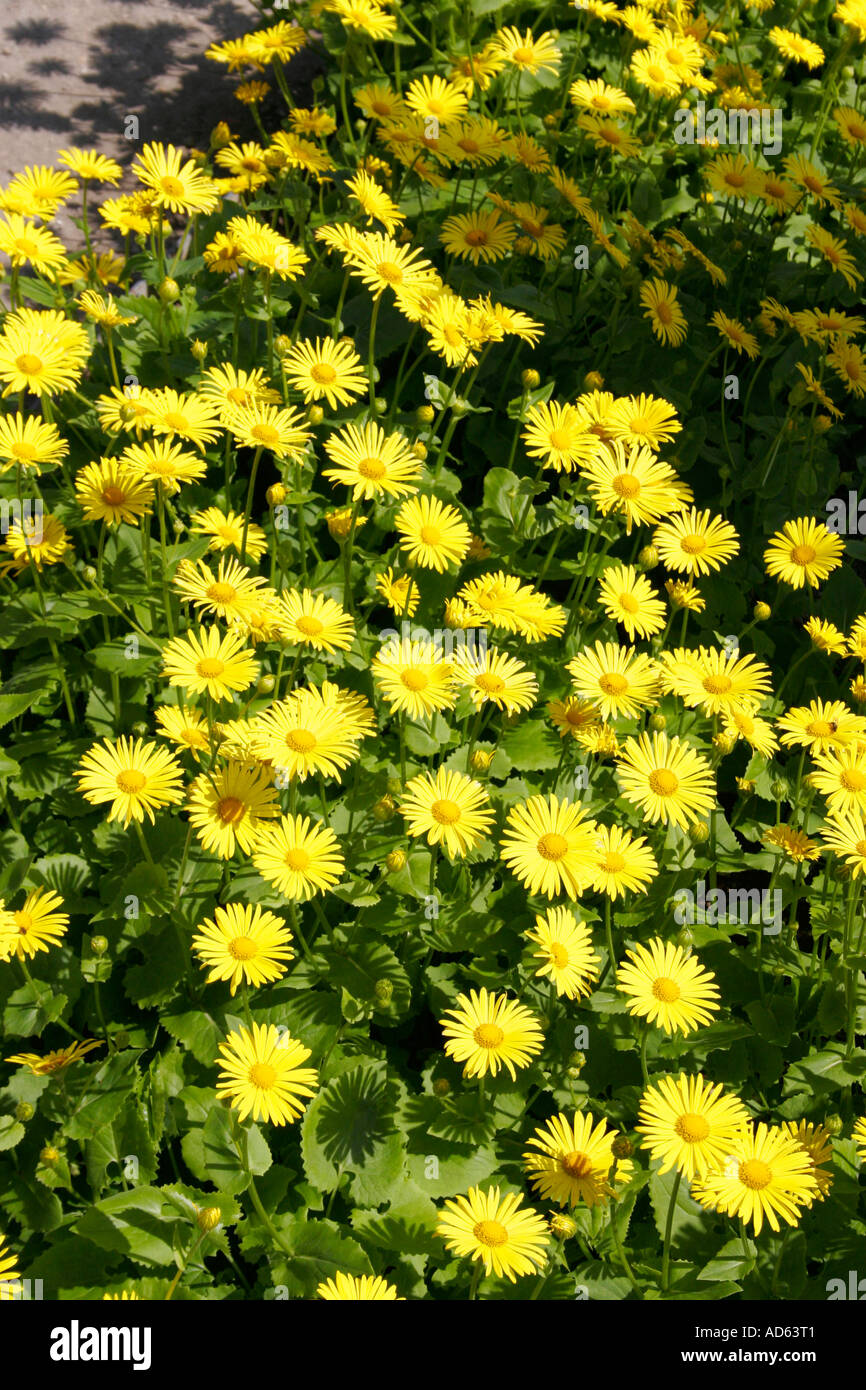 Crisantemo. Calice d oro Foto Stock