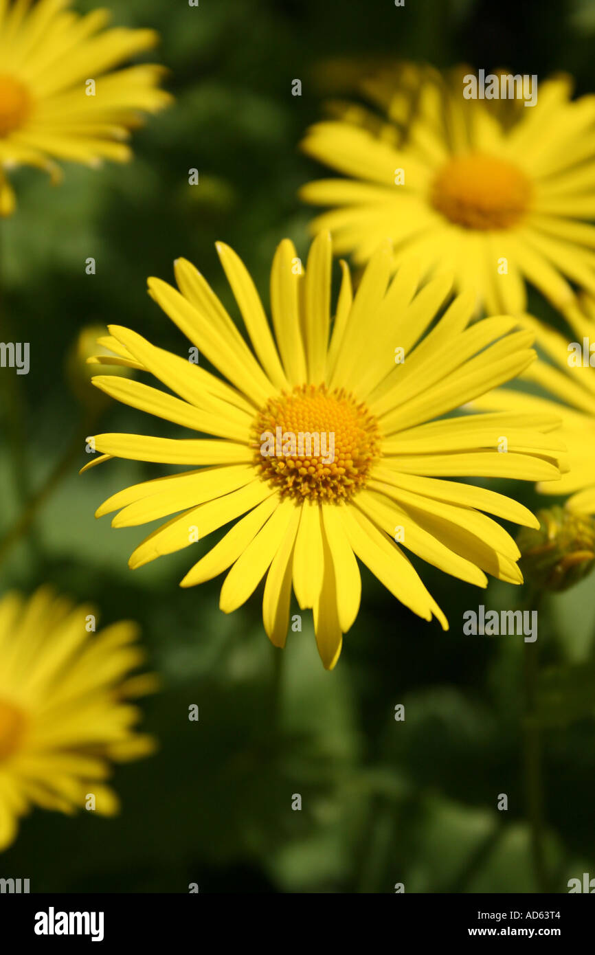 Crisantemo. Calice d oro Foto Stock