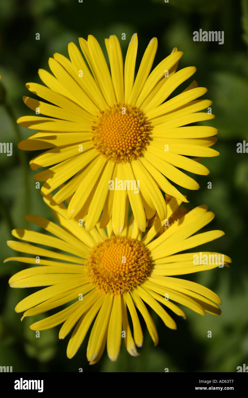 Crisantemo. Calice d oro Foto Stock