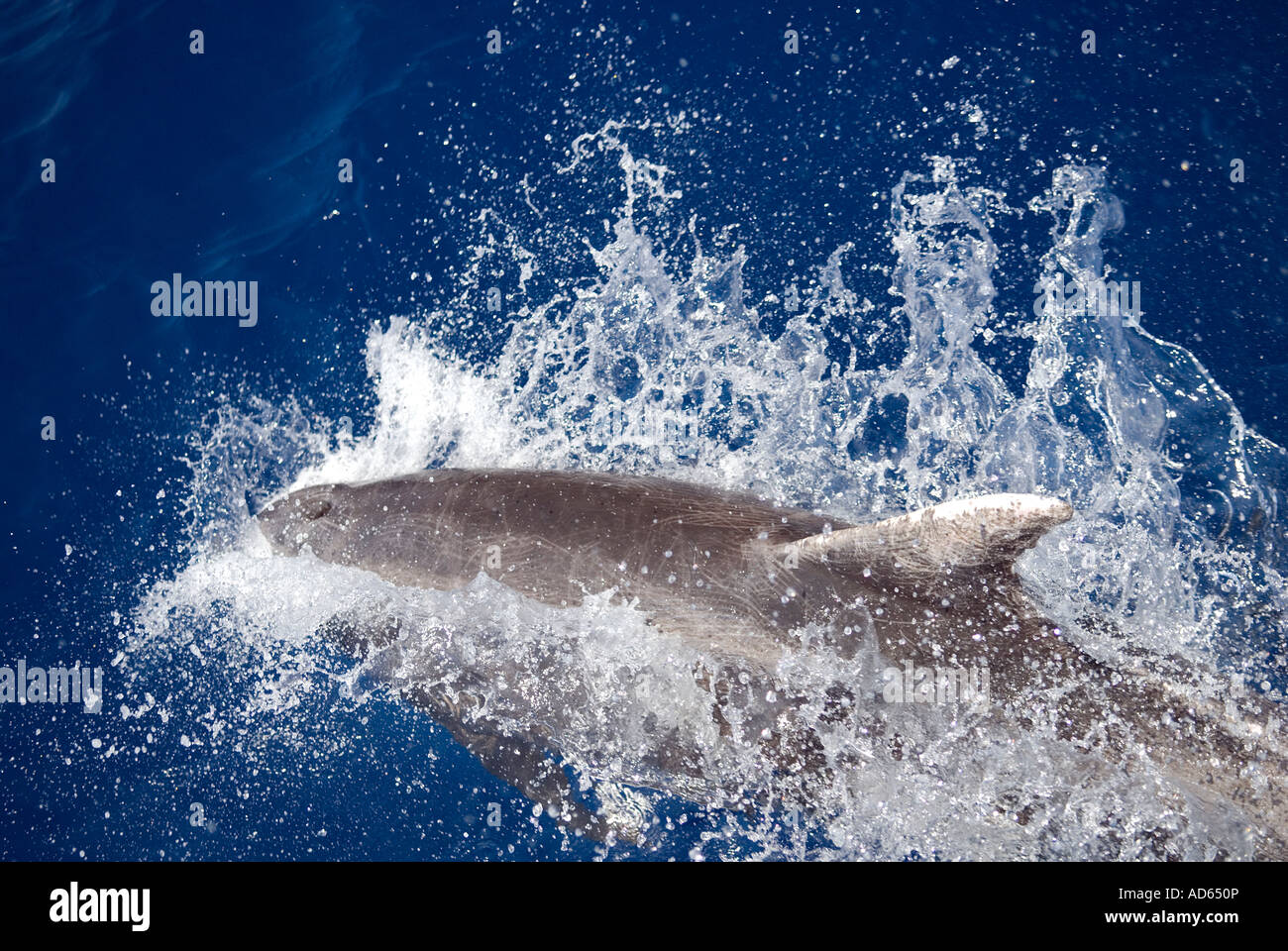 Comune di delfini Bottlenose jumping, Baia di Antalya in Turchia. Foto Stock