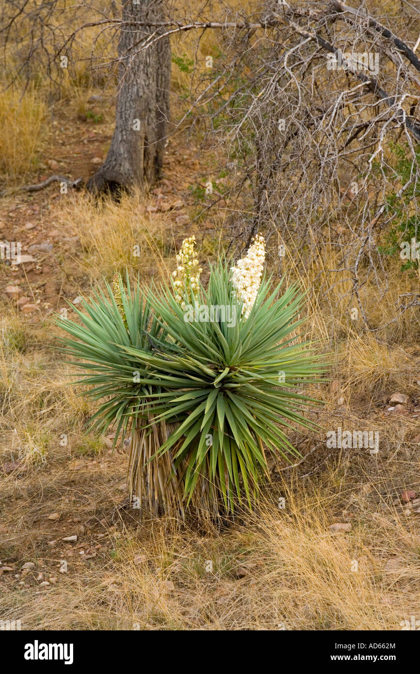 Schott s Yucca Yucca schottii Elgin Santa Cruz County Arizona Stati Uniti 21 luglio Agavaceae Foto Stock