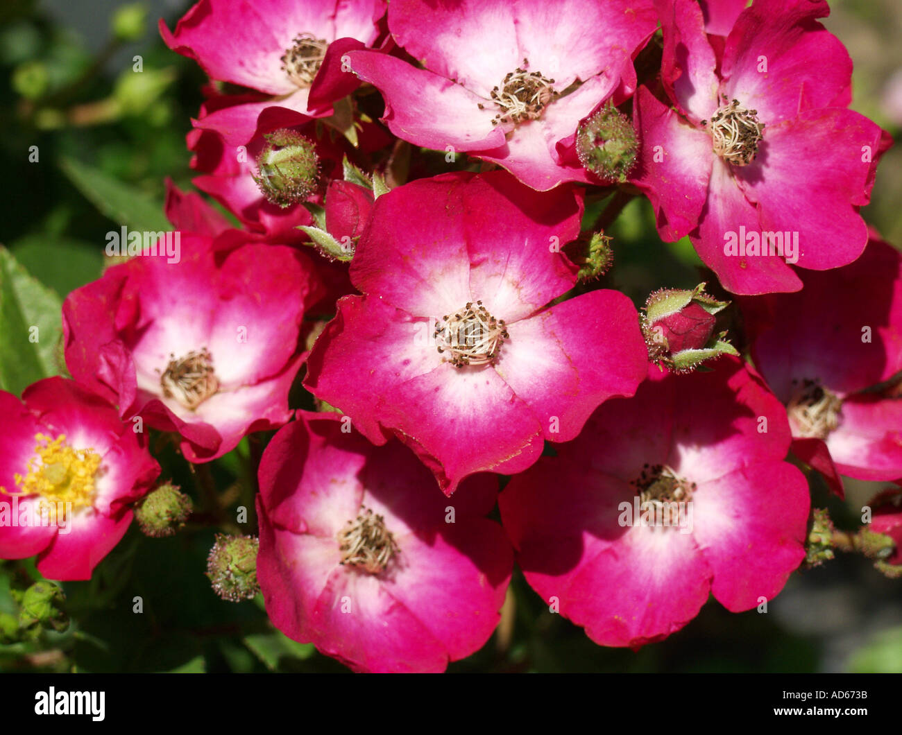 Wild Rose Rosa hybr Foto Stock