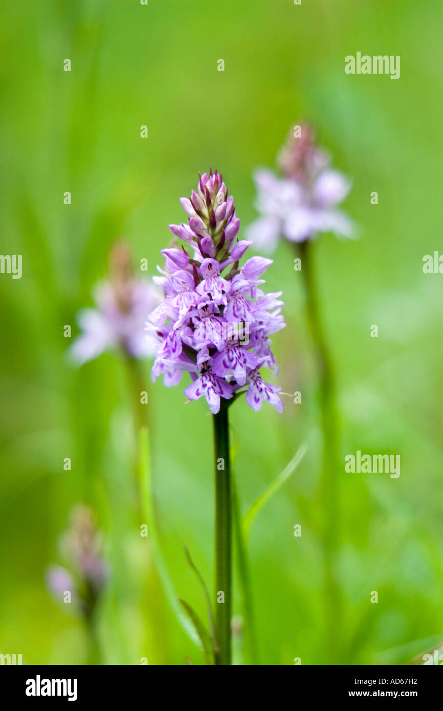 Dactylorhiza fuchsii. Common spotted orchidee in un prato inglese Foto Stock