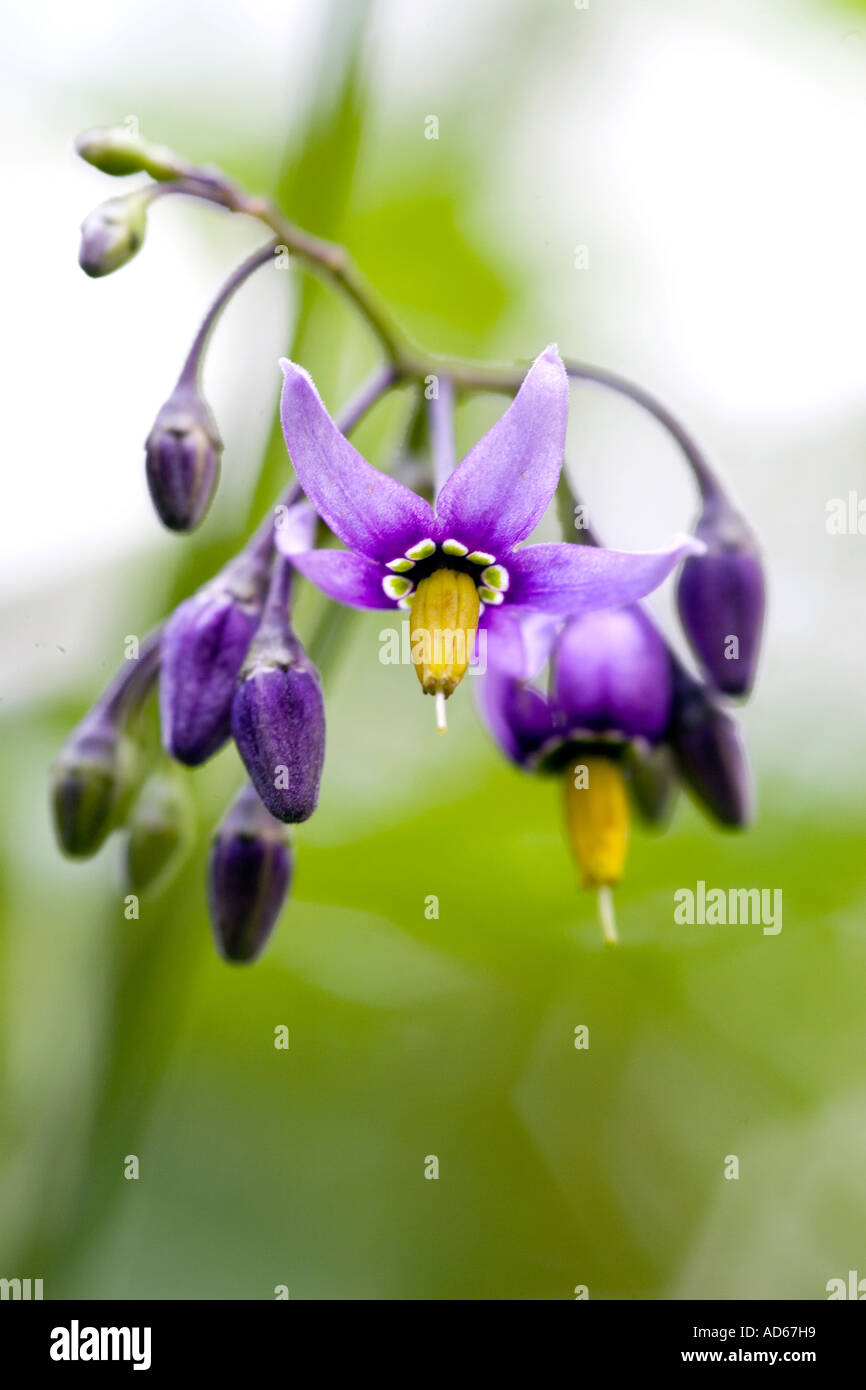 Solanum dulcamara. Bittersweet nightshade. La mortale Nightshade. Woody nightshade selvaggio fiore close-up Foto Stock