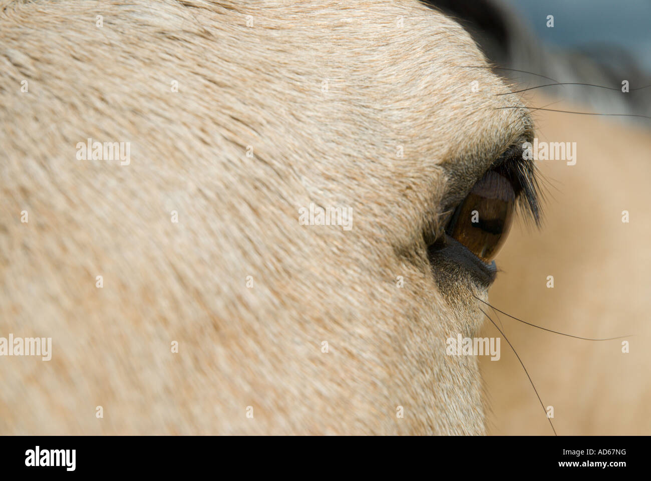 Un vicino del raccolto di un cavallo con gli occhi con focus sulle ciglia. Foto Stock