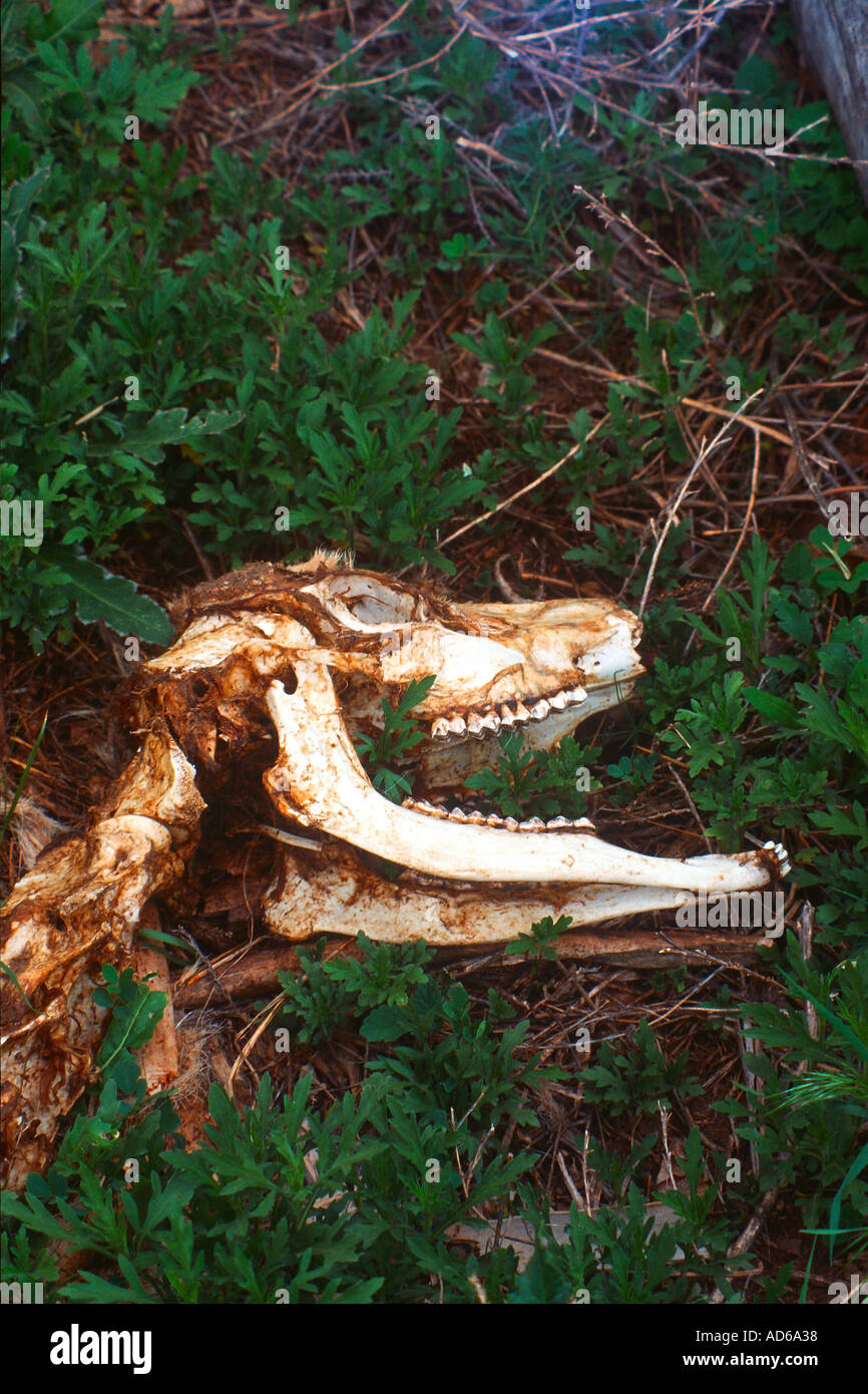 Dead Mule Deer ganascia del cranio e del collo in erba Foto Stock
