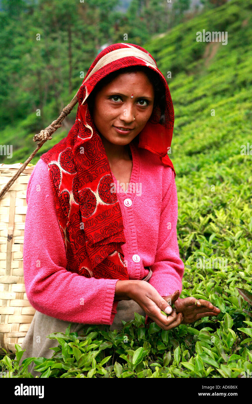 Raccolta di tè nel Bengala occidentale, India Foto Stock