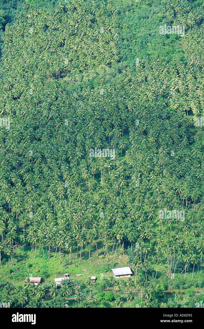 Polinesia francese Isole Marchesi arcipelago Nuku Hiva isola TAIPI VAI valle panoramica sulle piantagioni di palma Foto Stock