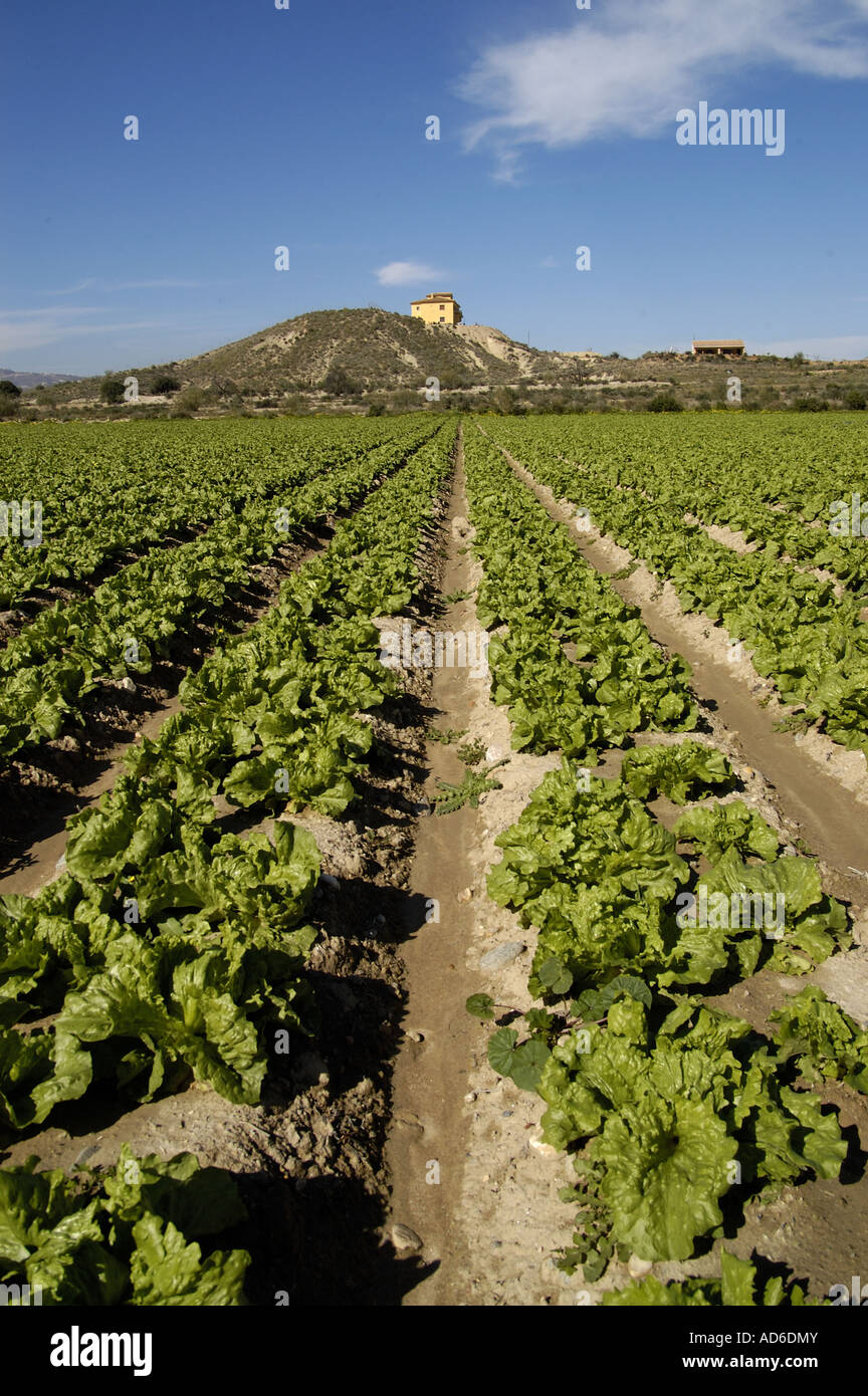 La lattuga iceberg che cresce in Spagna per il mercato inglese Foto Stock