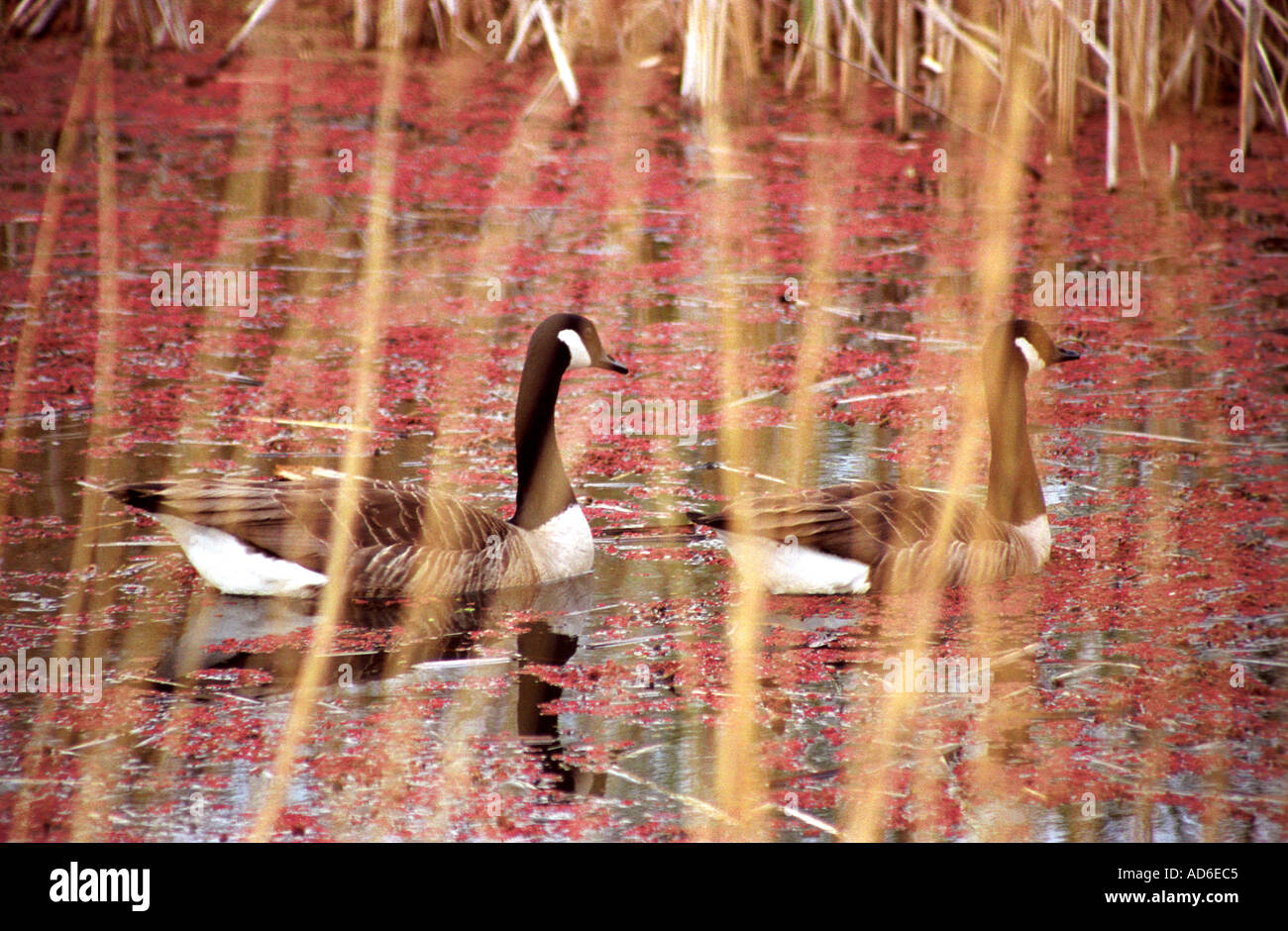 Anatre nel lago di zone umide Barnes London REGNO UNITO O Stephenson Foto Stock