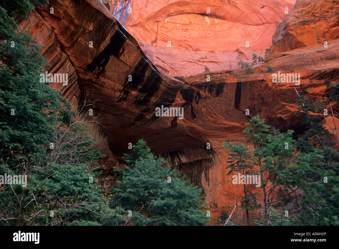 Il Red Rock Canyon pareti e alberi di pino a doppia arcata alcova Taylor Creek Trail Kolob Canyon Zion National Park nello Utah Foto Stock