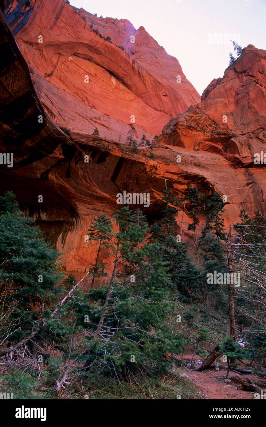 Il Red Rock Canyon pareti e alberi di pino a doppia arcata alcova Taylor Creek Trail Kolob Canyon Zion National Park nello Utah Foto Stock