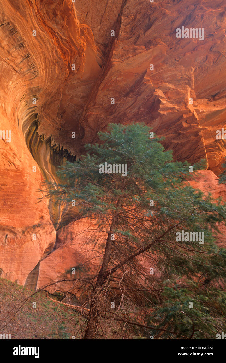 Dettaglio della doppia arcata alcova w albero lungo il Taylor Creek Trail Kolob Canyon Zion National Park nello Utah Foto Stock