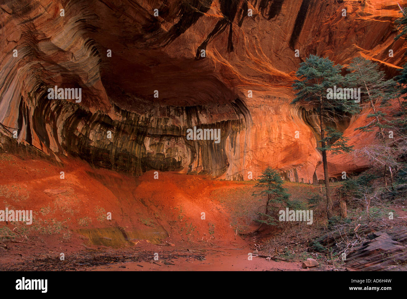 Il doppio arco alcova lungo il Taylor Creek Trail Kolob Canyon Zion National Park nello Utah Foto Stock