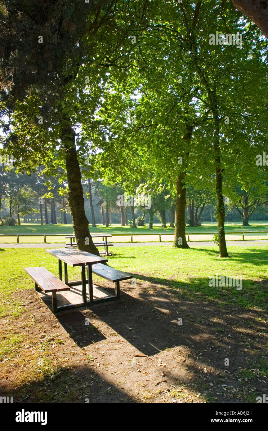 Tavolo da picnic in un parco pubblico con alberi di pino retroilluminati da il sole del mattino. Foto Stock