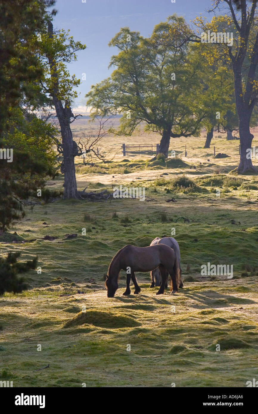 Cavallo o Highland Garron, garran, pony Scottish Hill. Pony stalking cervi, pascolo in campo su terreno agricolo Mar Lodge Estate, Aberdeenshire, Scozia Regno Unito Foto Stock