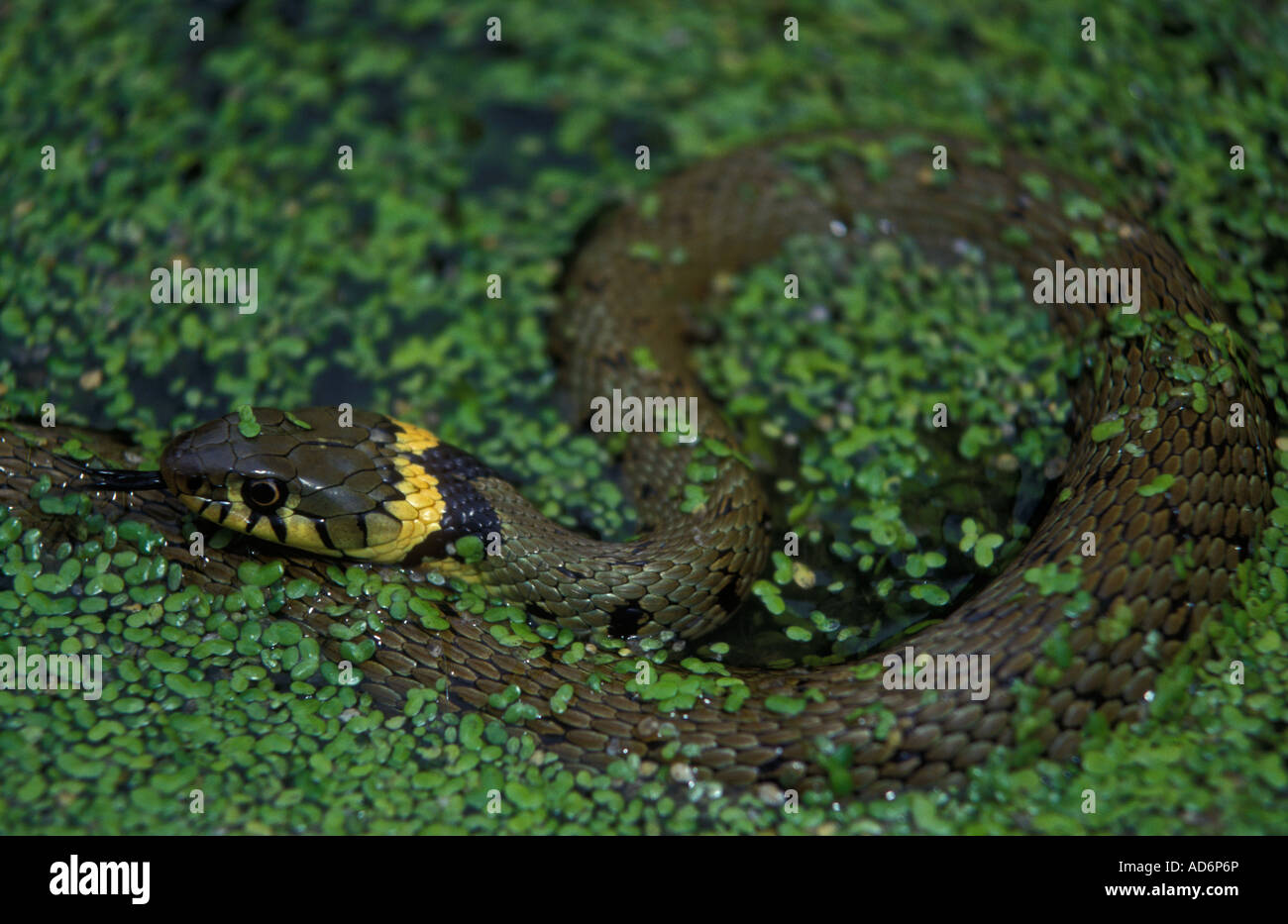 Biscia Natrix natrix lenti d'acqua nel Regno Unito Foto Stock