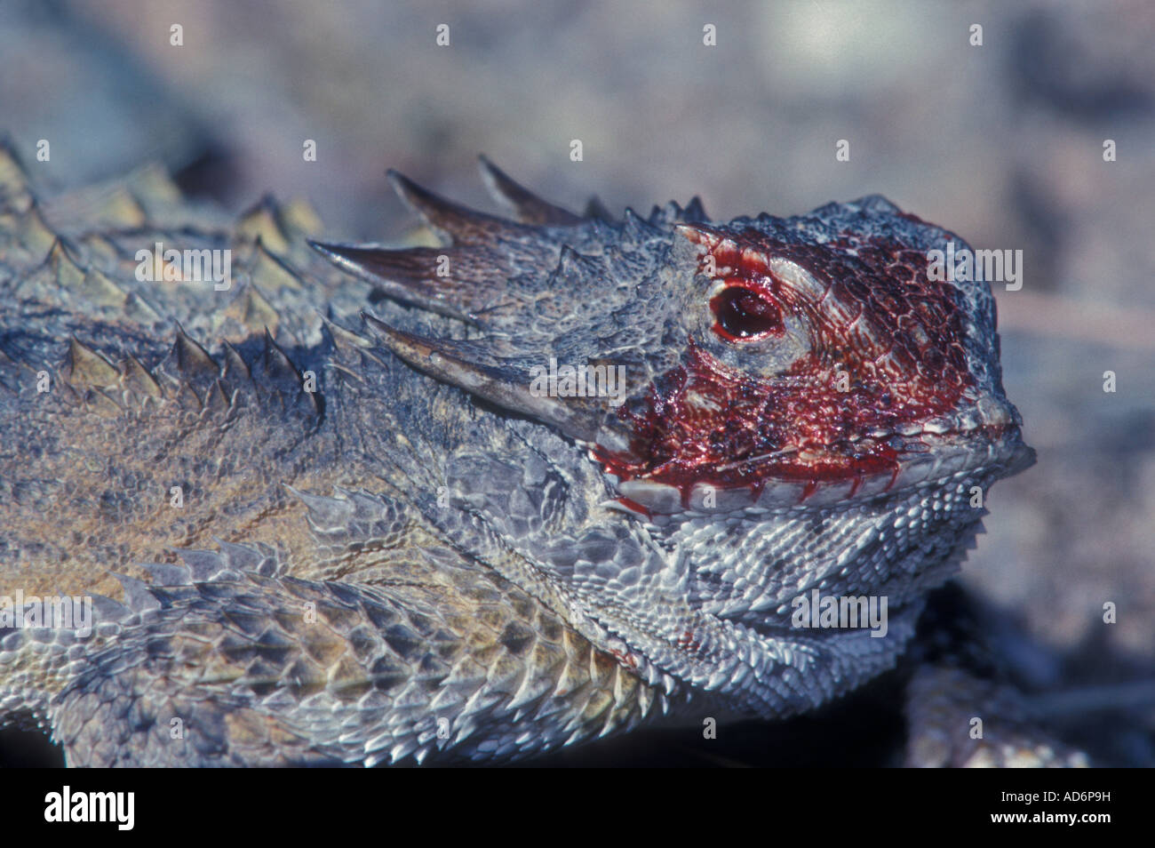 Regal cornuto Lizard Phrynosoma solare Arizona comportamento difensivo Foto Stock