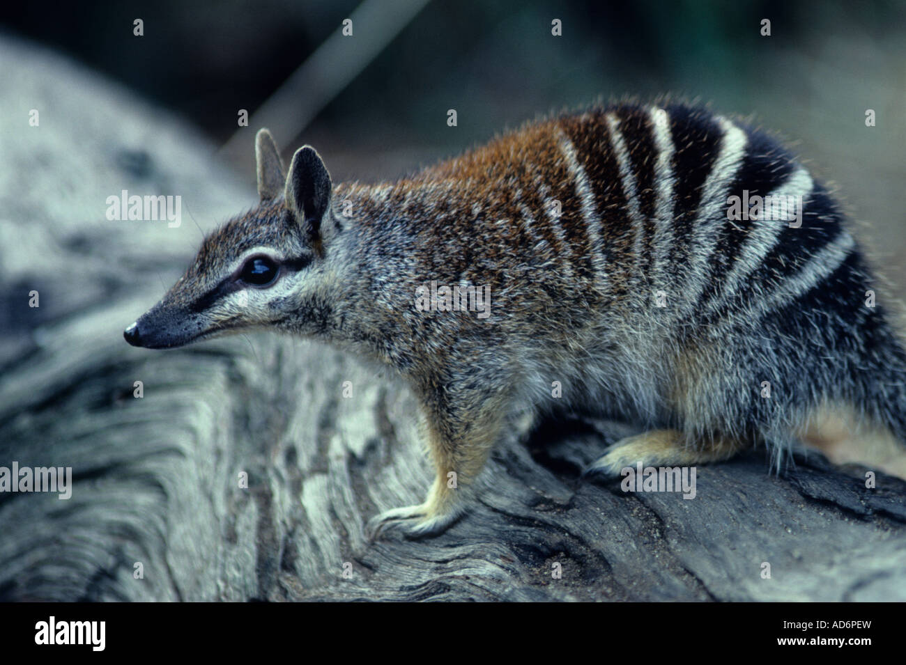 Numbat Myrmecobius fasciatus Australia - stato vulnerabile Foto Stock