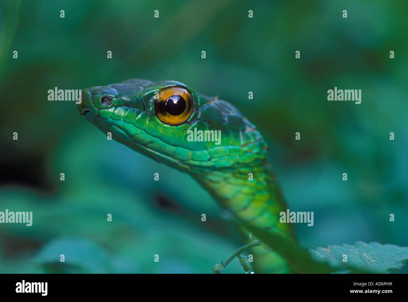 Parrot serpente Leptophis mexicana Messico meridionale abitante della foresta pluviale Foto Stock