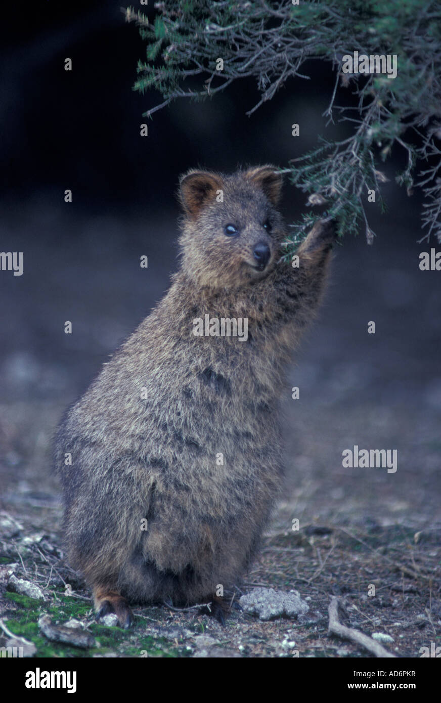 Quokka Setonnix brachyurus Australia marsupiale abita southwestern Enangered Australia Foto Stock