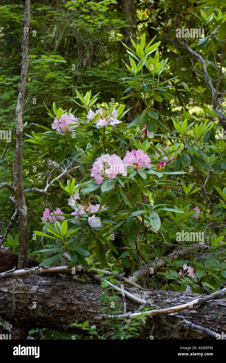 Wild Rhododendron Rhododendron macrophyllum in Oregon Cascades Foto Stock